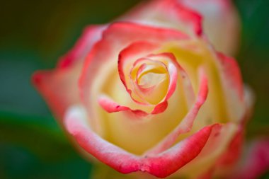 Doğanın şaheseri. Bahar veya yaz aylarında çiçek açan gül tomurcukları. Arka planda yumuşak pembe taç yaprakları. Muhteşem bir gül çiçeği. Botanik kraliçesi. Doğanın güzelliği. Çiçek açan gül, yakından..