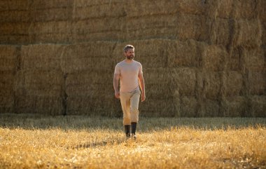 Hasat edilen samanların üzerinde çiftçi portresi. Çiftçi saman balyalarını stokluyor. Buğday tarlasında çiftçi Hasat Saman 'dan sonra. Hasattan sonra ekinler. Çiftlik yaşam tarzı. Ahır, Hay Yuvarlanmış Balyalar