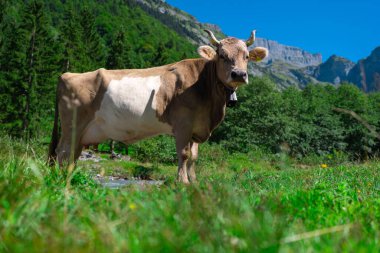 Çimenlikteki inek. İnek huzur içinde otluyor. Sığırlı yaz çayırı. Kırsalda inek otlatıyor. Kırsal yaşam ve çiftlik hayvanları. Süt ineğiyle otlak alan