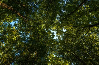 Yeşil orman ve doğa. Fotokopi alanı ile bulanık yeşillik arkaplanda doğa yeşil yaprağı. Doğal yeşil bitkiler, ekoloji duvar kağıdı konsepti. Yeşil doku arka planı. Ağaç bokeh