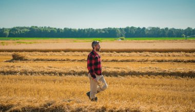 Hasat zamanı. Tarlada çalışan çiftçi. Kırsalda çiftçilik. Hasat tarlaları olan çiftlik arazisi. Olgun arpa toplayan çiftçi. Çiftçi hasatı kontrol ediyor. Çiftçi hasatı inceliyor.