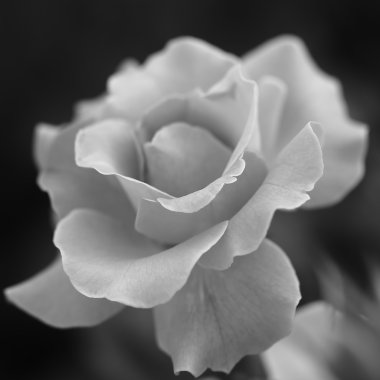 Wild rose bud closeup