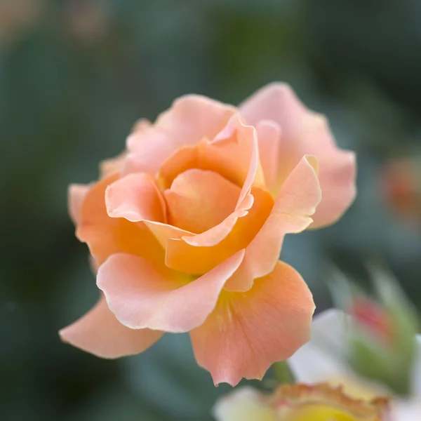 Wild rose bud closeup — Stockfoto
