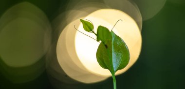 Yeşil doğa geçmişi. Orman ve bokeh bitkisi. Sunny Park 'ta bahar yaprakları. Arkaplanda bulanık yeşil ağaçlar var. Doğal yeşil yaprak deseni