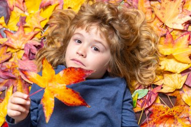 Sonbahar günü şirin bir çocuk portresi. Küçük çocuk yapraklarla dolu bir sonbahar parkında yürüyor. Sarı ve turuncu yapraklarla oynayan mutlu çocuk. Akçaağaç yaprağı tutan rüya gibi bir sonbahar çocuğu. Sonbahar çocuğu