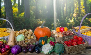 Eko çiftliğinden toplanan taze sebzeler. Sepet yeşil ve olgun ürünlerle dolu. Organik ürünler sağlıklı yemekler için hazır.
