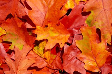 Sonbahar sonbahar arka planı. Akçaağaç ve meşe yaprağı. Sarı ve turuncu yapraklar yakın plan. Sonbahar renkleri. Canlı dökülen yapraklar. Sonbahar arkaplanı. Şükran Günü için sonbahar yaprakları. Sonbahar yaprakları