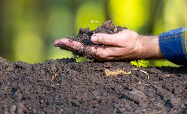 Elleri verimli toprağı tutuyor. Toprağı kontrol ediyorum. Kirli kil ve organik gübre. Doğal toprak ile eko çiftçiliği. Bahçıvan humusa tohum ekiyor. Çiftçi toprağı test ediyor. Toprak kavramı