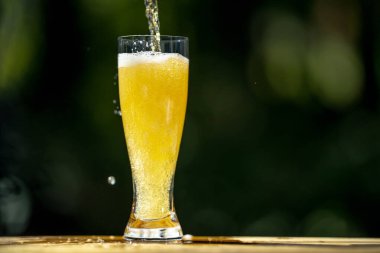 Geleneksel bira bardağı. Taze bira ve arpa. Lezzetli alkollü bira, doğal bir geçmişi var.