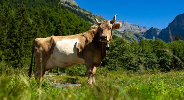 Çimenlikteki inek. İnek huzur içinde otluyor. Sığırlı yaz çayırı. Kırsalda inek otlatıyor. Kırsal yaşam ve çiftlik hayvanları. Süt ineğiyle otlak alan