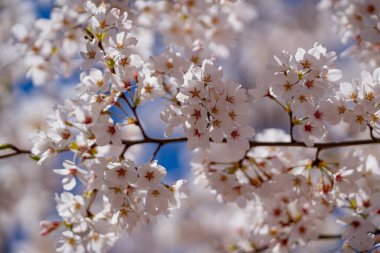 Baharda beyaz kiraz ağacı çiçeği. Mavi arka planda beyaz çiçeklerle çiçek açan ağaç brunch 'ı. Bahar çiçekleri, çiçekler, beyaz elma ağacı çiçekleri. Bokeh 'te çiçek açan ağaç brunch' ı.