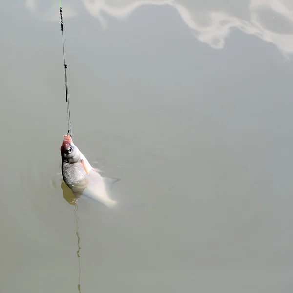 후크에 물고기 — 스톡 사진