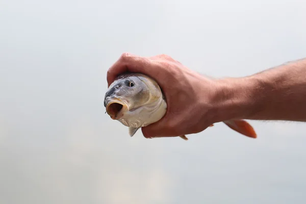 Vissen in de hand — Stockfoto