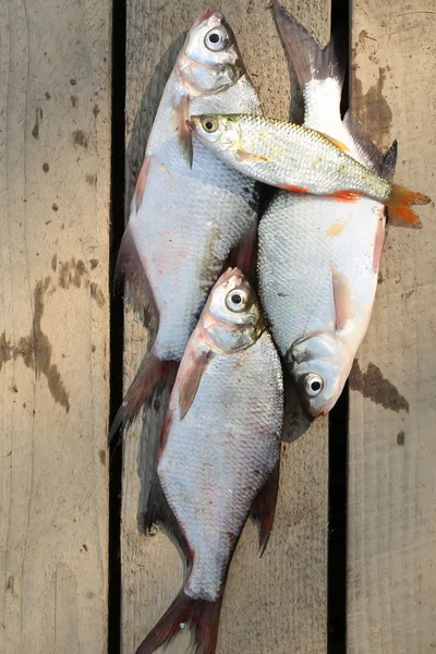 Captura de peixe — Fotografia de Stock