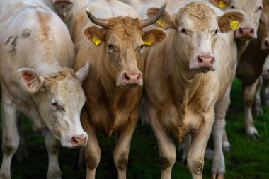 Tarlalarda inek. Sığır çiftliği. Otlayan inekle güneşli çayır. Çimenli bir çayırda inek sürüsü. Doğadaki sığırlar. İnekli Alp otlakları. Kırsal çiftlik hayvanları. Otlayan inek.