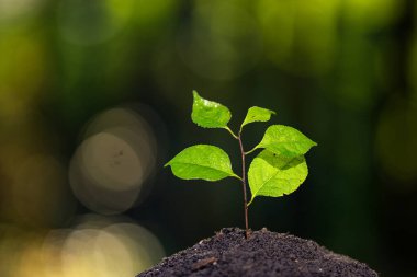 Bereketli topraktan filizlenen tohumlar. Yeşil bitkiler gün ışığında büyür. Ekin ekme konsepti. Büyüyen bitki için organik toprak. Çevre tarımı. Çevre konsepti. Genç bitkiler bahar toprağında büyür.