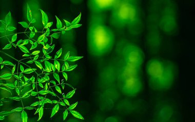 Bulanık yeşil doğa arka planı. Yeşil doğa duvar kağıdı dokusu. Eko için yeşillik. Yeşil doğa geçmişi. Yeşillik ve yemyeşil