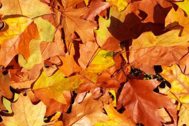 Sonbahar sonbahar arka planı. Akçaağaç ve meşe yaprağı. Sarı ve turuncu yapraklar yakın plan. Sonbahar renkleri. Sonbahar yaprakları. Sonbahar arkaplanı. Tasarım için sonbahar yaprakları. Sonbahar yaprakları