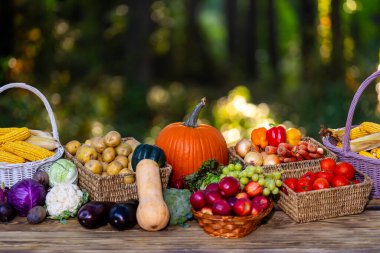 Fresh raw vegetables and fruits. Fresh vegetable selection in green farm. Harvested fruits and vegetables for market. Organic farming produce. Set vegetables in basket. Harvest of colorful vegetables