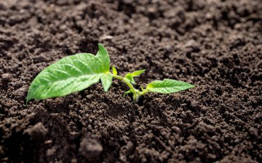 Bereketli topraktan filizlenen tohumlar. Yeşil bitkiler gün ışığında büyür. Ekin ekme konsepti. Büyüyen bitki için organik toprak. Çevre tarımı. Çevre konsepti. Genç bitkiler bahar toprağında büyür.