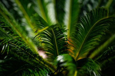 Palmiye yaprakları deseni. Avuç içi. Yeşil yapraklı duvar kağıdı. Egzotik orman yaprakları. Yeşil yapraklar tropik yeşillik. Yeşil desen. Avuç içi yaprakları. Yeşil avuç arkaplanı