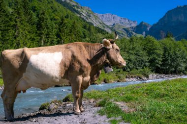 Tarlalarda inek. Sığır çiftliği. Otlayan inekle güneşli çayır. Çimenli bir çayırda inek sürüsü. Doğadaki sığırlar. İnek otlağı. Kırsal çiftlik hayvanları. Otlayan inek. Süt ürünleri.