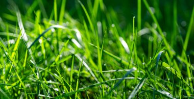 Çimenler bulanık yeşil arka plan. Bulanık yeşil çimen örtüsü