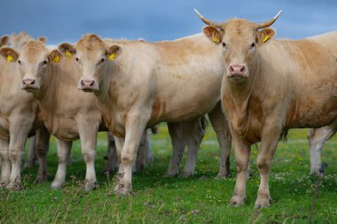 Otlakta otlayan sığırlar. Sığır sürüsü. Çiftlik hayvanı ineği yeşil çimlerle besleniyor. Otlayan inekler otlak arazide otlar. Çiftlikteki sığırlar. Alplerdeki çayırlarda otlayan inekler. İneklerle birlikte çayırı açın. Sığır sürüsü