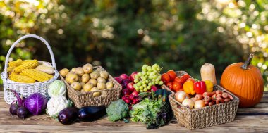 Çiftlikten toplanmış taze sebzeler. Bir sepet olgun ürün. Sağlıklı yiyecekler için organik ürünler. Sonbahar sebzeleri hasat zamanı. Eko çiftliğinden ürünler. Tarladan taze ham malzemeler.
