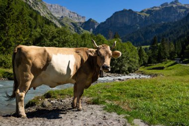 İnek otluyor doğal olarak. Çayırda inek var. Yeşil alanda otlayan çiftlik hayvanları. Sığır ve buzağılarla tarım hayatı. Kırsal alanda bir inek. Otlaklı sığır çiftliği. Süt ineği tarlada