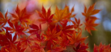 Akçaağaç yaprakları sonbahar ormanında. Sonbahar sonbahar arka planı. Sonbahar yaprakları. Güzel sonbahar yaprakları. Bulanık arka planda kırmızı akçaağaç dalları. Sonbahar, altın doğa tarafından düşmüştür. Sonbahar doğa renkleri