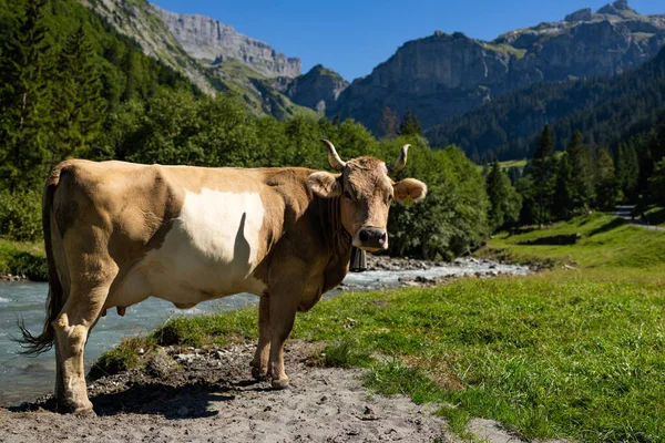 İnek otluyor doğal olarak. Çayırda inek var. Yeşil alanda otlayan çiftlik hayvanları. Sığır ve buzağılarla tarım hayatı. Kırsal alanda bir inek. Otlaklı sığır çiftliği. Süt ineği tarlada