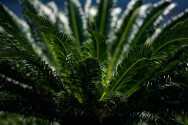 Avuç içi yaprakları. Yeşil yapraklı duvar kağıdı. Egzotik orman yaprakları. Geriye tropik yeşillik bırakır. Avuç içi yaprağı yakın çekim. Yeşil desen. Avuç içi yaprakları. Yeşil avuç arkaplanı
