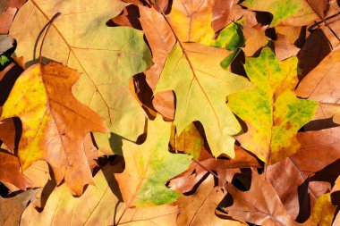 Sonbahar arkaplanı. Yeşillik, dökülen yapraklar. Sonbahar yaprağı. Sonbahar havası