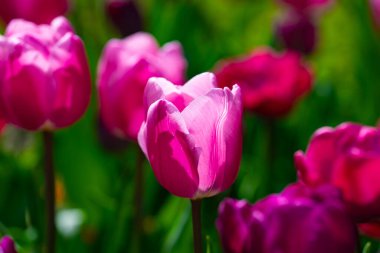 Pembe bahar çiçeği laleleri. Paskalya ya da Sevgililer Günü için bahar arkaplanı. Baharda arka planda bulanık bir buket lale. Çiçek açan lalelerin parlak mor rengi. Violet Bahar Çiçeği