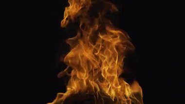Alevli bir ateş. Siyah arka planda yangın alevleri. Yangın izole edilmiş, soyut bir alev.