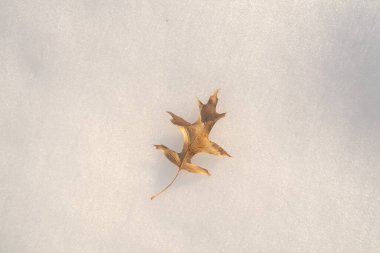 Fall autumn leaves on winter snow. Icy falling leaves on snowy surface. Winter leaf in cold weather