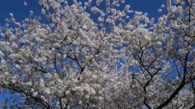 İlkbahar. Çiçek açan kiraz çiçekleri. Kiraz ağacı arka planı. Beyaz bahar çiçekleri çiçek açan meyve ağacı. Mavi gökyüzünde beyaz kiraz çiçekleri var. Bahar günü. Bahar doğası