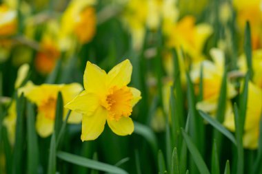 Baharda Narcissus çiçeği. Bahar narsisleri çiçek açar. Bahçedeki Narcissus çiçekleri. Çiçek açan bir narsistin yakın çekimi. Çiçeklerin bahar arkaplanı. Sarı doğa arkaplanı