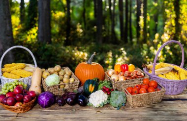 Çiftlikten toplanmış taze sebzeler. Bir sepet olgun ürün. Sağlıklı yiyecekler için organik ürünler. Sonbahar sebzeleri hasat zamanı. Eko çiftliğinden ürünler. Tarladan taze ham malzemeler.