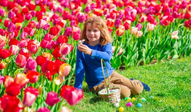Lalelerin arasında bir çocukla Paskalya tatili eğlencesi. Lale parkında elinde Paskalya sepeti olan bir çocuk. Küçük çocuk çiçeklerle Paskalya yumurtası avı oynuyor. Mutlu çocuk bahar bahçesinde renkli Paskalya yumurtaları tutuyor.