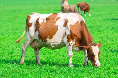 Yeşil bir çayırda duran inek. Tarladaki inek. Çiftlik hayvanları kırsalda otluyor. Sığır ve buzağılarla tarım hayatı. Kırsal alanda bir inek. Otlaklı sığır çiftliği. Süt ineği