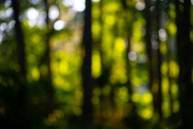 Orman geçmişi. Bulanık doğa geçmişi. Yeşillik bahar manzarası. Yeşil yemyeşil çevre. Ormanda bulanık yeşil yapraklar. Yapraklı doğa deseni. Yeşilliğin bulanık arkaplanı