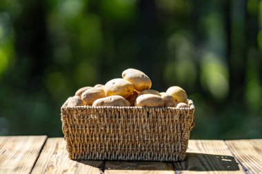 Basket full of raw potatoes on wooden surface. Harvest season with organic potato crop. Fresh potatoes. Wooden table background with natural potatoes. Organic farming produce with raw potato harvest