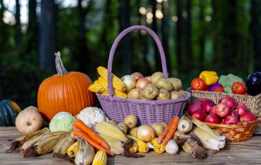 Hasat mevsimi. Eko çiftliğinden toplanan taze sebzeler. Sepet dolusu çiğ sebze. Sağlıklı yiyecekler için organik hasat. Sonbahar hasadı. Taze eko hasat. Doğal tarım ekimi