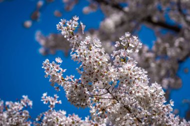Mavi arkaplanlı kiraz çiçeği. Bahar zamanı beyaz kiraz çiçekleri. Beyaz çiçek açan kiraz ağacı dalının yakın plan fotoğrafı. Bir bahar günü kiraz çiçeklerinin beyaz çiçekleri