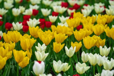 Bahar mevsiminde çiçek açan lale tarlası. Çok renkli laleler doğal boya arka planı. İlkbahar çayırı lale çiçekleriyle dolu. Çok renkli laleleri olan bir arka plan. Çiçek arkaplanda parlak laleler