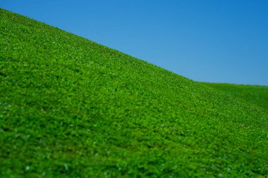 Çimen arka planı. Çimen tarlası. Yaz otlağı. Spring hill. Çimenlik. Çimen dokusu. Doğal yeşil doku. Güneşli çimenler. Yeşillik. Çimenlik deseni. Çayır görünümü