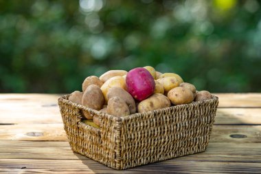 Basket full of raw potatoes on wooden surface. Harvest season with organic potato crop. Fresh potatoes. Wooden table background with natural potatoes. Organic farming produce with raw potato harvest