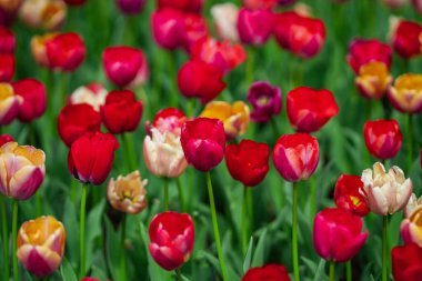 Doğal bahar ışığında taze lale tarlası. İlkbahar çayırı lale çiçekleriyle dolu. Baharın bahçesinde çok renkli laleler. Çiçek duvar kağıdı arka planında parlak laleler